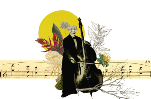 Gavião poeta