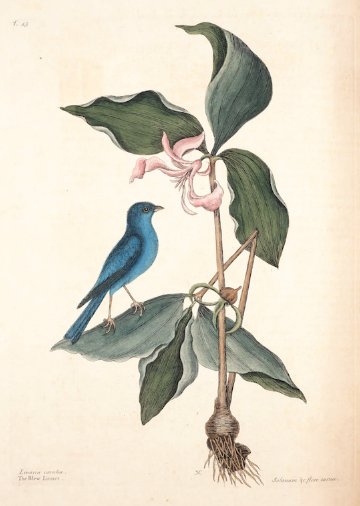 Poemas de Rose Angelina Baptista