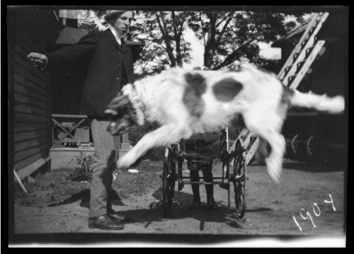Os cachorros são heróis de vento