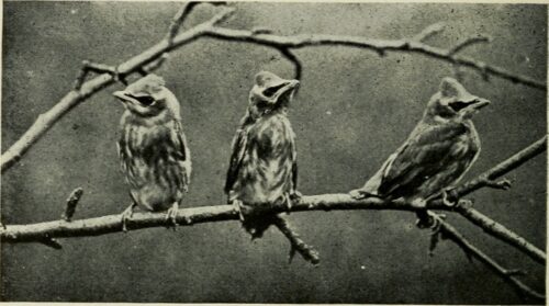 Poemas de Teresinha Motta