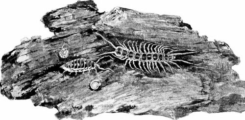 Poemas de Pedro Willgner