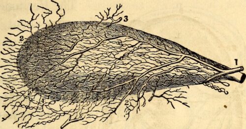 Poemas de Larissa Lins