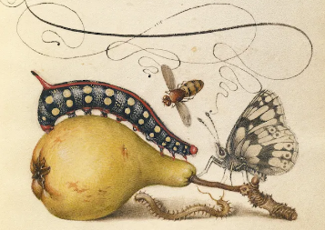 Mortes variadas, haicais de Claudio Trasferetti