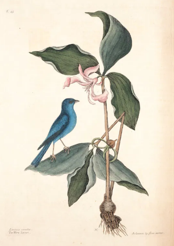 Poemas de Luciana Nobre